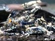 画像1: Black Galaxy Fishborn １０匹 (1)