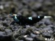 画像2: Black ECLIPSE Shrimp(ブラックエクリプス）　エントリーグレードペア＝２匹　＜認証ステッカー付き＞ (2)