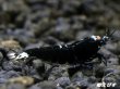 画像3: Black ECLIPSE Shrimp(ブラックエクリプス）　エントリーグレードペア＝２匹　＜認証ステッカー付き＞ (3)