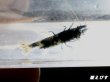 画像4: Black ECLIPSE-Rays（レイズ）　抱卵個体＝１匹（極上-ブルー発色個体）＜認証ステッカー付き＞ (4)