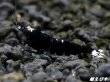 画像4: Black ECLIPSE Shrimp(ブラックエクリプス）　エントリーグレードペア＝２匹　＜認証ステッカー付き＞ (4)