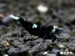 画像1: Black ECLIPSE Shrimp(ブラックエクリプス）　エントリーグレードペア＝２匹　＜認証ステッカー付き＞ (1)