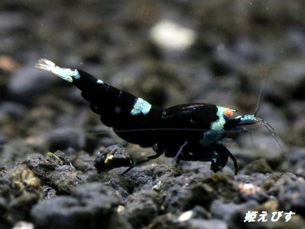 画像1: Black ECLIPSE Shrimp(ブラックエクリプス）　エントリーグレードペア＝２匹　＜認証ステッカー付き＞ (1)