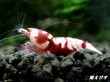 画像2: Red ECLIPSE Shrimp(レッドエクリプス）　抱卵ペア＝２匹　（ハイグレード）＜認証ステッカー付き＞ (2)