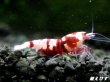 画像1: Red ECLIPSE Shrimp(レッドエクリプス）　抱卵ペア＝２匹　（ハイグレード）＜認証ステッカー付き＞ (1)