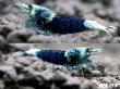 画像4: サムライブルー　抱卵１+♀１+♂２＝４匹　 (4)