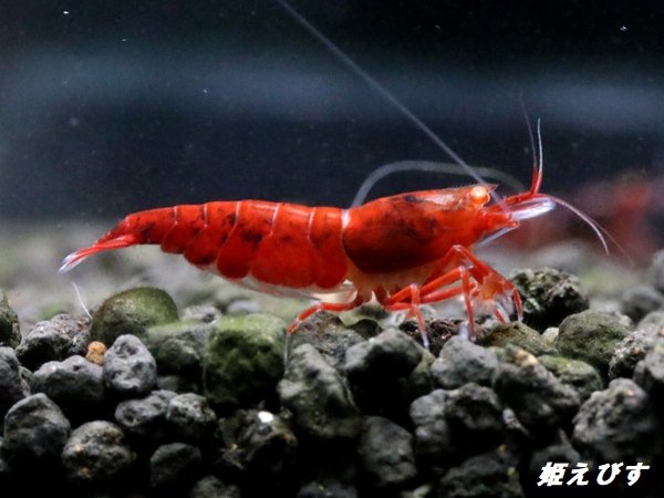 画像1: ＜数量限定！＞レッドダイヤゴールドアイ　２ペア+若１個体＝５匹 (1)