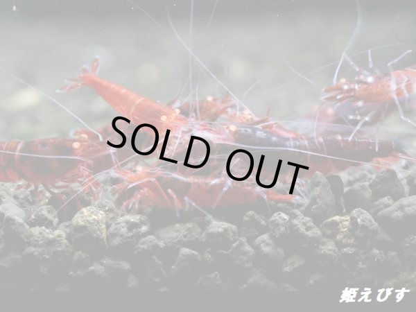 画像1: ＜数量限定！＞レッドダイヤゴールドアイ　５匹セット (1)