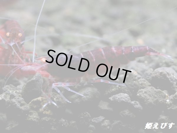 画像2: ＜数量限定！＞レッドダイヤゴールドアイ　５匹セット (2)