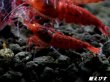画像3: ＜数量限定！＞レッドダイヤゴールドアイ　５匹セット (3)