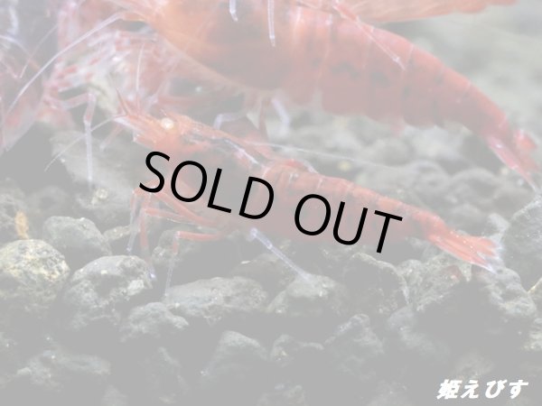 画像3: ＜数量限定！＞レッドダイヤゴールドアイ　５匹セット (3)