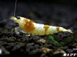 画像2: ＜国産ブリード個体！！＞CGS　Crystal Gold Shrimp　♂個体１匹　＜その弐＞ (2)