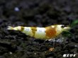 画像1: ＜国産ブリード個体！！＞CGS　Crystal Gold Shrimp　♂個体１匹　＜その弐＞ (1)