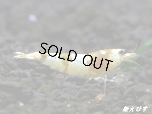 画像1: ＜国産ブリード個体！！＞CGS　Crystal Gold Shrimp　♂個体１匹　＜その弐＞ (1)