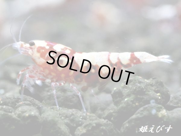 画像4: Red Galaxy Zebra（レッドギャラクシーゼブラ）　抱卵２個体の２ペア＝４匹セット (4)