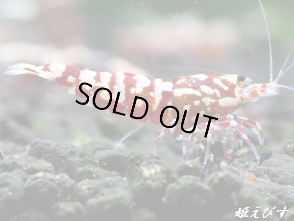 画像2: Red Galaxy Zebra（レッドギャラクシーゼブラ）　抱卵２個体の２ペア＝４匹セット (2)