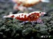 画像4: Red Galaxy Fishborn　２ペア＝４匹セット (4)