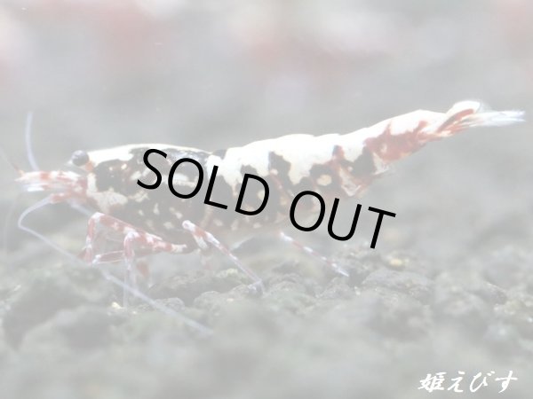 画像1: Red Galaxy Fishborn　２ペア＝４匹セット (1)