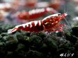 画像3: Red Galaxy Fishborn　２ペア＝４匹セット (3)