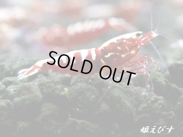 画像3: Red Galaxy Fishborn　２ペア＝４匹セット (3)