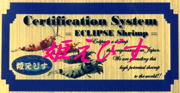 画像4: Red ECLIPSE-Rays（レイズ）　ハイグレード抱卵個体（強ライン+タイガー柄ありの現在トップレベル表現個体） (4)