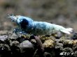 画像1: ECLIPSE turquoise(エクリプスターコイズ）　＜強ブルー発色＞抱卵ペア＝２匹　＜認証ステッカー付き＞ (1)