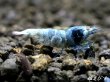 画像2: ECLIPSE turquoise(エクリプスターコイズ）　＜強ブルー発色＞抱卵ペア＝２匹　＜認証ステッカー付き＞ (2)