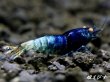画像4: ECLIPSE turquoise(エクリプスターコイズ）　＜強ブルー発色＞抱卵ペア＝２匹　＜認証ステッカー付き＞ (4)