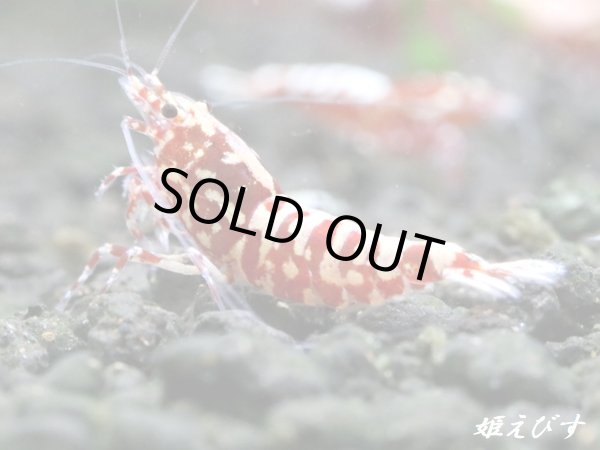 画像2: Red Galaxy Fishborn　２ペア＝４匹セット (2)