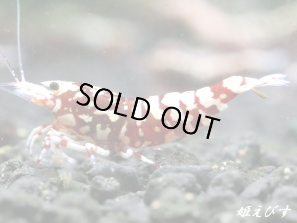 画像1: Red Galaxy Zebra（レッドギャラクシーゼブラ）　抱卵２個体の２ペア＝４匹セット (1)