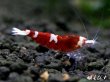 画像4: Red ECLIPSE Shrimp(レッドエクリプス）　エントリーグレード抱卵ペア＝２匹　 (4)