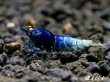 画像3: ECLIPSE turquoise(エクリプスターコイズ）　＜強ブルー発色＞抱卵ペア＝２匹　＜認証ステッカー付き＞ (3)