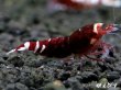 画像2: Red ECLIPSE Shrimp(レッドエクリプス）　エントリーグレード抱卵ペア＝２匹　 (2)