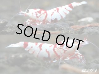 姫えびす　クラウドシュリンプ ターコイズ　５匹セット（抱卵個体入ってます） ゴーストシャドーシュリンプ（５匹セット） - 姫えびす WEBショップ