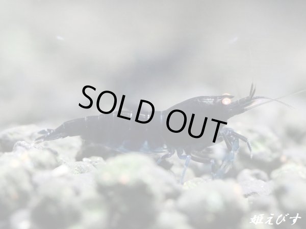 画像1: ブラックダイヤゴールドアイ　２ペア＝４匹　 (1)