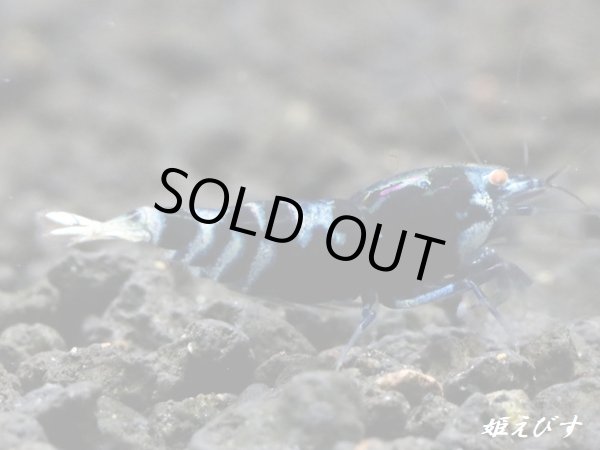 画像2: Black ECLIPSE-Rays（レイズ）　ハイグレードペア＝２匹＜認証ステッカー付き＞ (2)