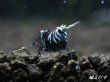 画像3: パープル Black ECLIPSE Shrimp(ブラックエクリプス）　ハイグレード抱卵♀個体＜認証ステッカー付き＞ (3)