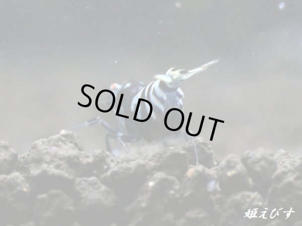 画像3: パープル Black ECLIPSE Shrimp(ブラックエクリプス）　ハイグレード抱卵♀個体＜認証ステッカー付き＞ (3)