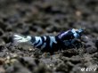 画像2: パープル Black ECLIPSE Shrimp(ブラックエクリプス）　ハイグレード抱卵♀個体＜認証ステッカー付き＞ (2)