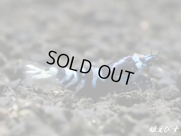 画像2: パープル Black ECLIPSE Shrimp(ブラックエクリプス）　ハイグレード抱卵♀個体＜認証ステッカー付き＞ (2)