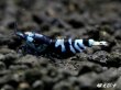 画像1: パープル Black ECLIPSE Shrimp(ブラックエクリプス）　ハイグレード抱卵♀個体＜認証ステッカー付き＞ (1)