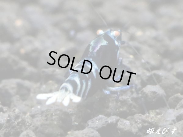 画像3: Black ECLIPSE-Rays（レイズ）　ハイグレードペア＝２匹＜認証ステッカー付き＞ (3)