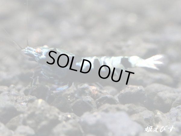 画像4: Black ECLIPSE-Rays（レイズ）　ハイグレードペア＝２匹＜認証ステッカー付き＞ (4)