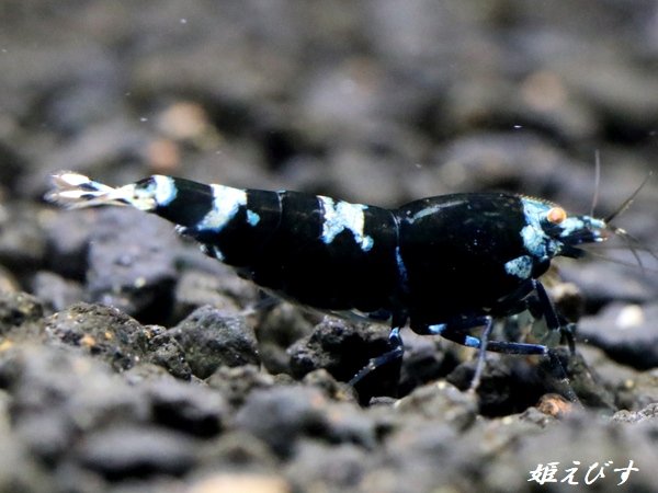 画像2: Black ECLIPSE Shrimp(ブラックエクリプス）　ペア＝２匹　＜認証ステッカー付き＞ (2)