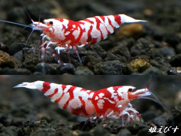 画像1: TigerBee（タイガービー）　抱卵含むトリオ＝３匹（抱卵１、♀１、♂１のセット）　＜その弐＞ (1)