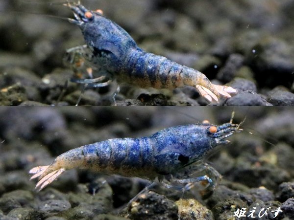 画像3: ECLIPSE turquoise(エクリプスターコイズ）　抱卵ペア+若個体の３匹　＜認証ステッカー付き＞ (3)