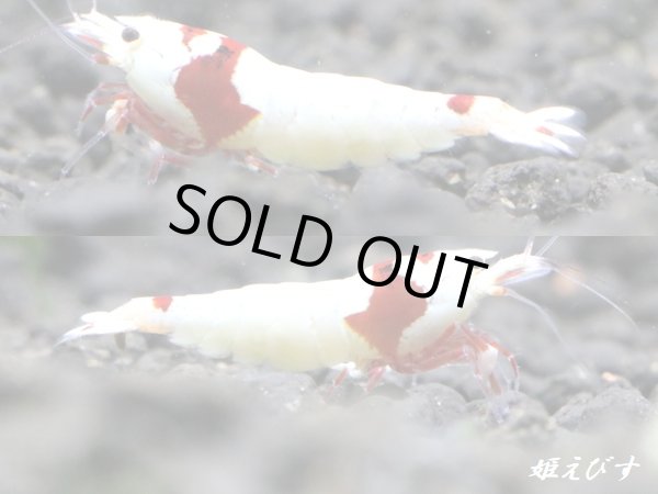 画像1: レッドビーシュリンプ【緋桜：Akezakura】　ハイグレード　トリオ＝３匹（♀+♀＋♂） (1)