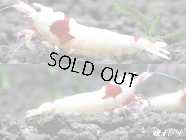 画像3: レッドビーシュリンプ【緋桜：Akezakura】　ハイグレード　トリオ＝３匹（♀+♀＋♂） (3)