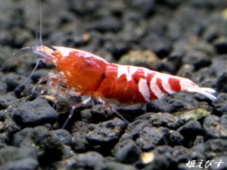 姫えびす　クラウドシュリンプ ターコイズ　５匹セット（抱卵個体入ってます） ゴーストシャドーシュリンプ（５匹セット） - 姫えびす WEBショップ