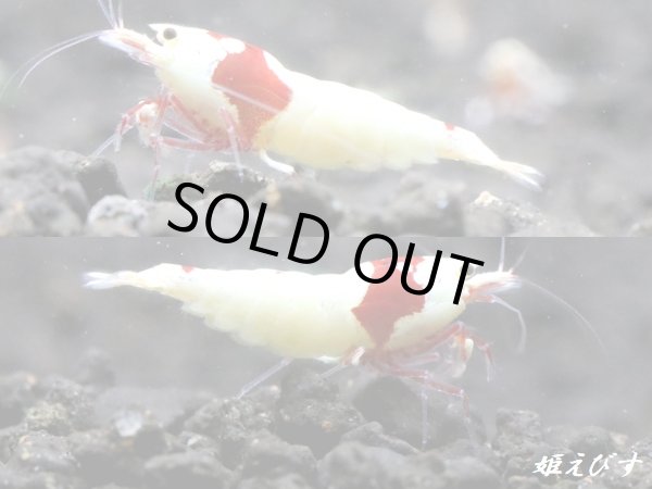 画像2: レッドビーシュリンプ【緋桜：Akezakura】　ハイグレード　トリオ＝３匹（♀+♀＋♂） (2)